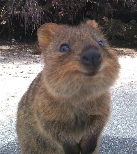 Découvrez Le Quokka Lanimal Le Plus Heureux Du Monde