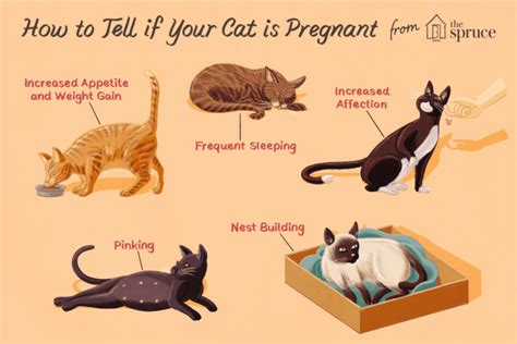 Signs That Your Pregnant Cat Is In Labour A Listly List