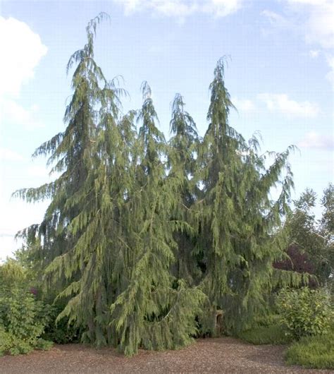 Cypress Weeping Nootka Various Sizes Jerrys Landscape Nursery