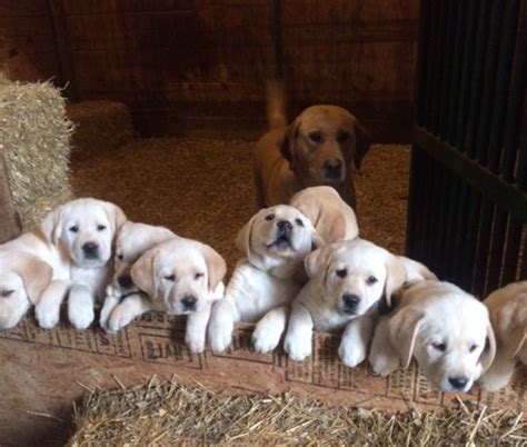Click the buttons to go to each litter. Yellow Labrador Puppies For Sale in Maryland | Pure Bred ...
