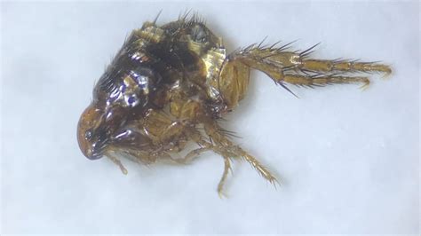 Download Close Up Capture Of A Flea On A Dead Animal Wallpaper