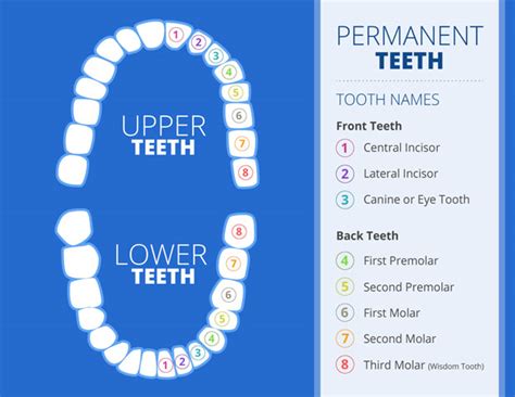 Different Teeth Different Purposes Smile Guide