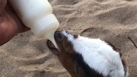How To Feed A Baby Goat A Bottle 20 Days Old Baby Goat Youtube