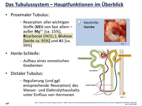 Das Tubulussystem Hauptfunktionen Im Berblick