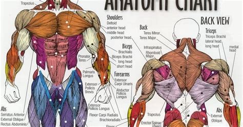 Back Muscles Anatomy Workout Top Muscle Building Workouts For Men
