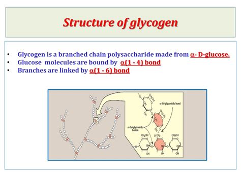 Ppt Energy To Skeletal Muscles Lecture 1 Glycogen Metabolism