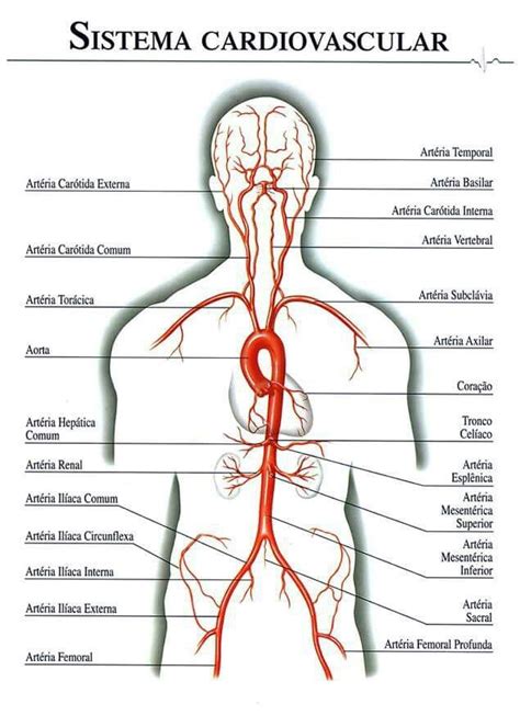 Artérias Arterias do corpo humano Material de enfermagem Como