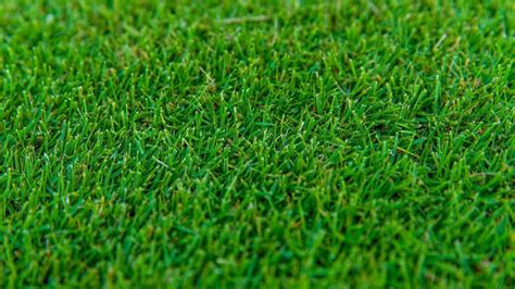 Popular Bermuda Grass Varieties In The Carolinas Garden Sweet Spot