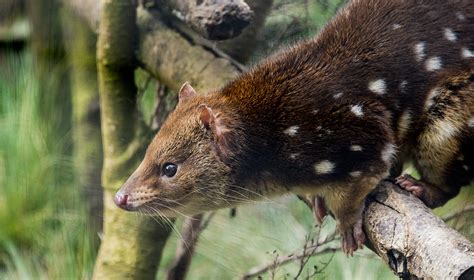 Spotted Tail Quoll Dasyurus Maculatus Photographed At Tasm Flickr