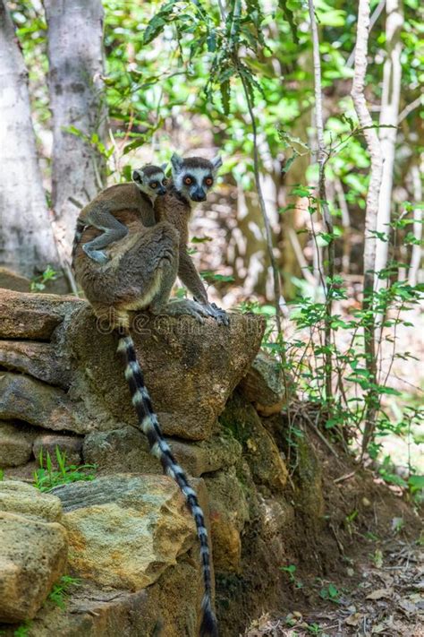 Ring Tailed Lemur Lemur Catta Madagascar Wildlife Animal Stock Image