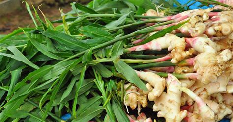 How To Plant And Grow Ginger In Your Home Garden