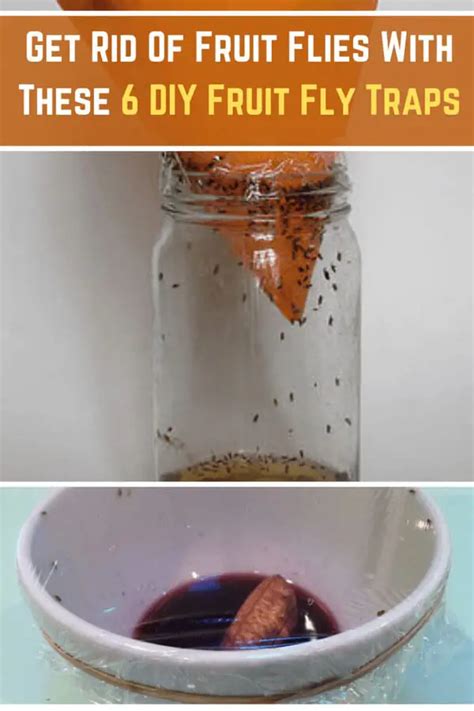 Get Rid Of Fruit Flies With These Homemade Fruit Fly Traps