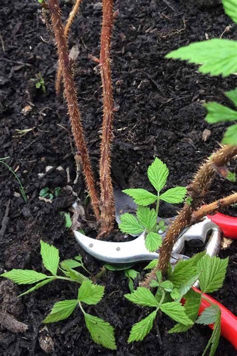 How To Grow Your Own Raspberries Gardeners Path