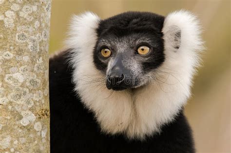 Black And White Ruffed Lemur And X28varecia Variegataand X29 Portrait
