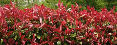 Photinia Red Robin Hedges Dont Have To Be Green Hedge Xpress Buy
