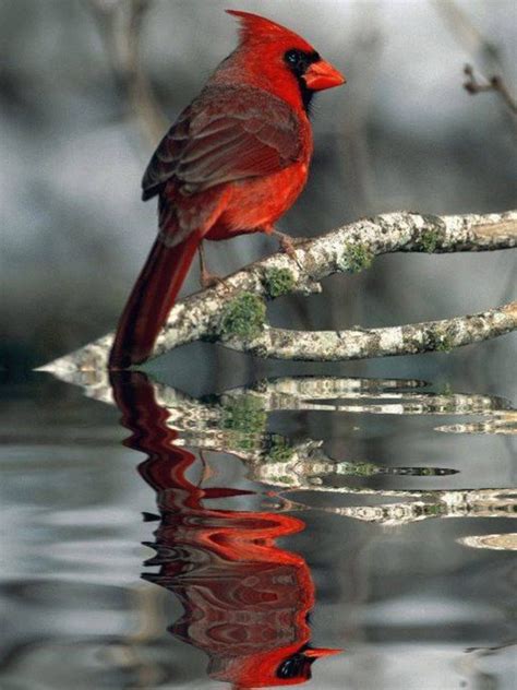 Cardinal Birds Red Birds Colorful Birds Love Birds Pretty Birds