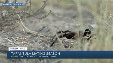 Annual Tarantula Migration Begins In Southeastern Colorado Youtube