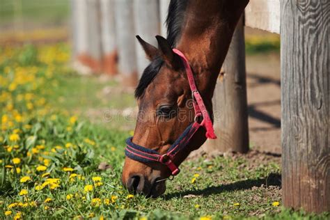 Brown Horse Eat Grass Stock Photo Image Of Spring Horse 195588722