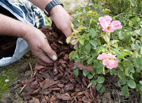 Fall Mulching Tips For California Plants And Landscapes