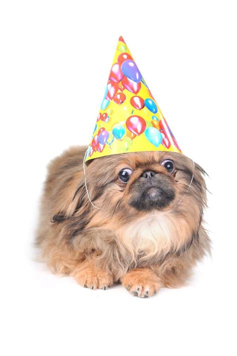 Cute Dog With Birthday Hat Isolated On White Stock Photo Image 12041120
