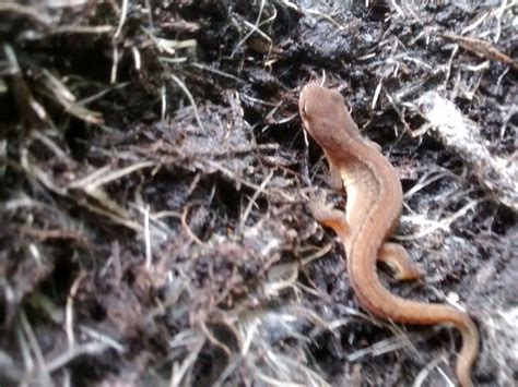 Female Common Lizard In The Garden Northern England Female Garden