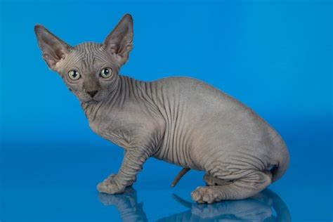 Blue Sphynx Cat Facts Origin And History With Pictures Hepper