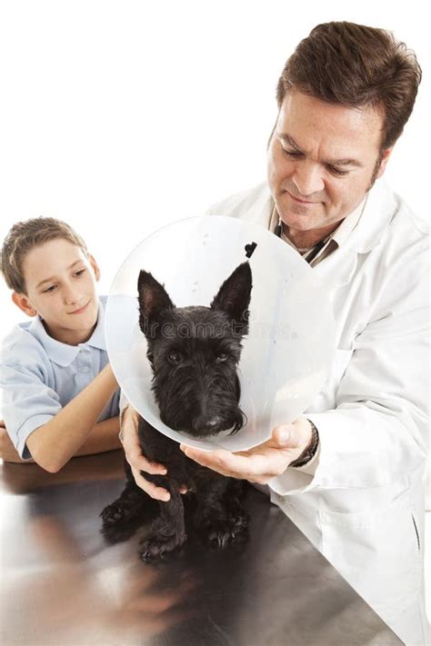 Veterinarian Treating Dog Stock Image Image Of Medical 13263401