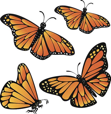 Royalty Free Monarch Butterfly Clip Art Vector Images And Illustrations