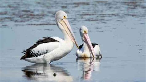 27 Interesting Facts About Pelicans