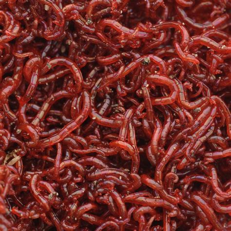 Bloodworms In A Water Supply Are They Safe Blood Worms Live Science