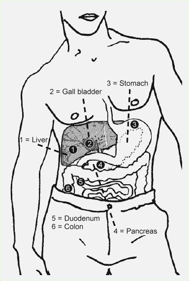 Free online quiz liver diagram. Human Liver Drawing at GetDrawings | Free download