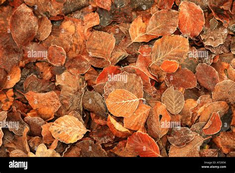 Frosted Fallen Beech Fagus Sylvatica Leaves Stock Photo Alamy