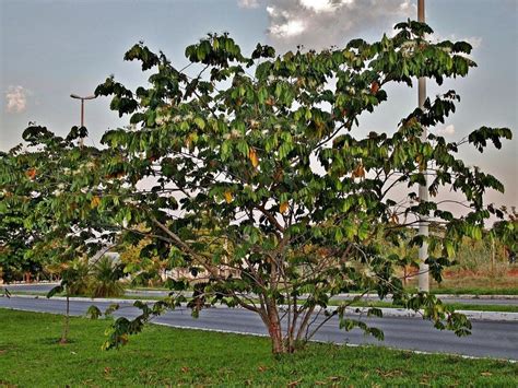 Mas o que chamou atenção foi a fraca movimentação no bairro do guamá, o mais populoso de belém. La guama, fruta venezolana rica en propiedades - Haiman El ...