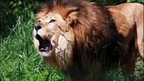 Antara aku kau dan ibumu, asal british, senandung raja singa event: Suara Singa Mengaum Koleksi Bunyi Binatang - video dailymotion