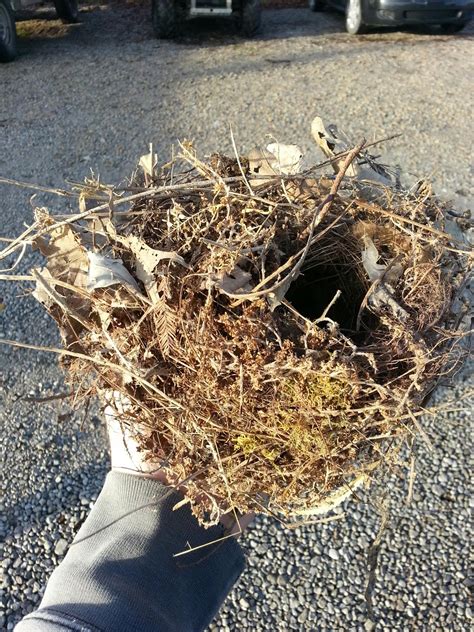 Carolina Wren Nest ~ Louisville Naturally