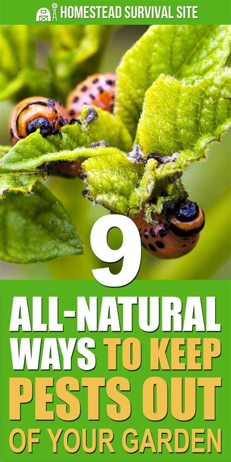 9 All Natural Ways To Keep Pests Out Of Your Garden Garden Pests