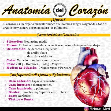 Anatomia Del Corazón 1 Apuntes 1 Medicina Studocu