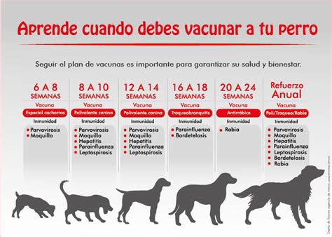 Y 14 días desde la inoculación de la única dosis de la vacuna cansino. ֍ Calendario de Vacunación en Perros 【 Cachorros y Adultos