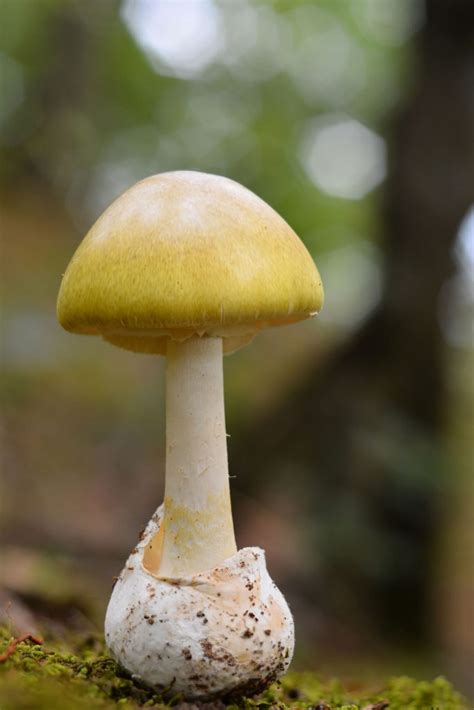deadly poisonous death cap mushroom