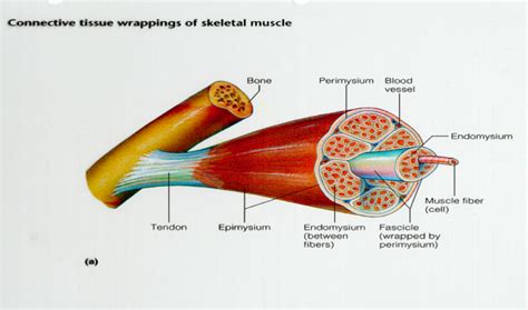 Anatomy 101 Skeletal System