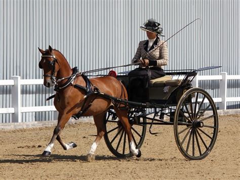 Private Driving With Images Carriage Driving Horses Show Horses