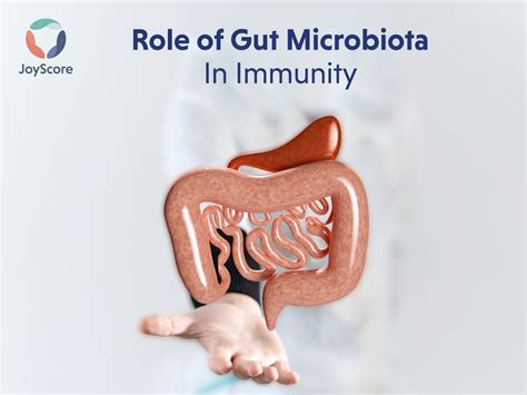Role Of Gut Microbiome In Immunity Microbiome Gut Microbiome