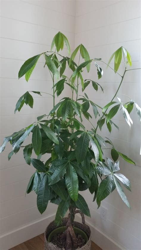 Maybe you would like to learn more about one of these? Pachira (money tree) trimming, rooting, and replanting.