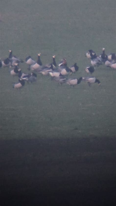 Bill Aspin On Twitter A Distant Red Breasted Goose Amongst A Flock Of