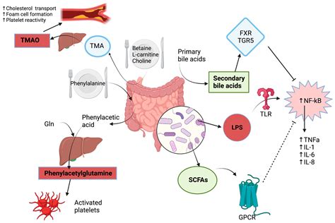 Ijms Free Full Text Role Of The Gut Microbiome In The Development