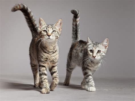 How To Introduce A Kitten To An Older Cat Thecatsite