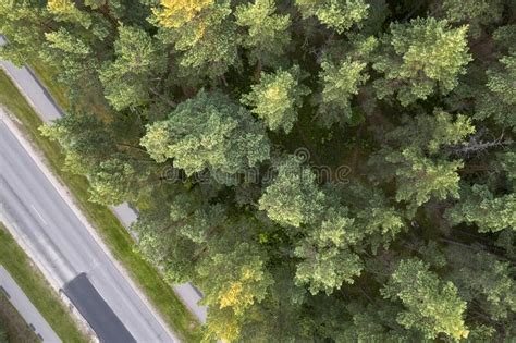 Drone View Of Road And Forest In Golden Time Stock Photo Image Of