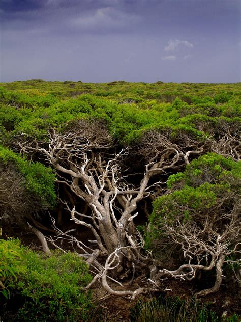 Nueva zelanda o nueva zelandia (en inglés: Travelling-Mis viajes por el mundo: Nueva Zelanda y sus ...