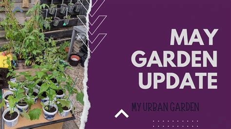 My Urban Garden May Garden Update Youtube