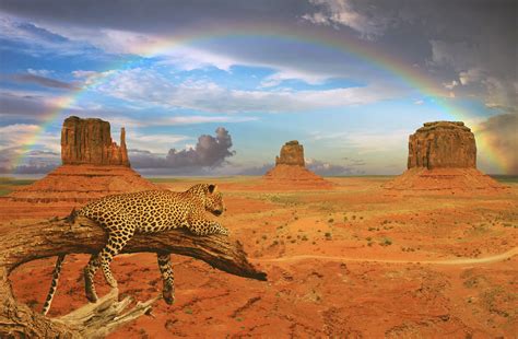 We hope you enjoy our variety and growing collection of hd images to use as a background or home screen for your smartphone and computer. Fantasy Leopard Rainbow, HD Animals, 4k Wallpapers, Images, Backgrounds, Photos and Pictures